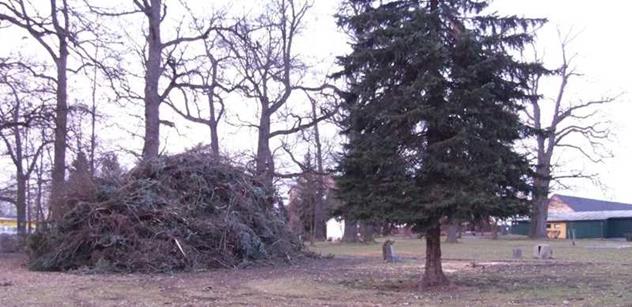 Petice proti kácení jehličnanů v ulici Josefa Růžičky v Rokycanech